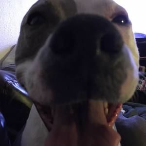 Meet your Posher, Greeb